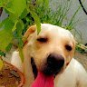 Prabjeet Singh